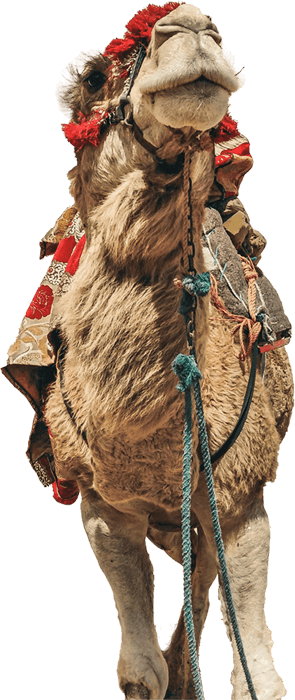 Camel-morocco-3- (1)